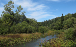 River forest sunny blue sky - river free wallpaper