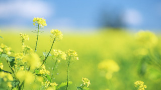 Yellow flowers blue sky blurry 2 - yellow free wallpaper