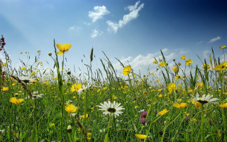 Field flowers grass blue sky 4 - under free wallpaper for desktop