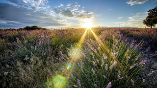 Field flowers sun clouds tree - the cloud above free wallpaper