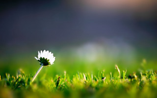 Single white flower grass blurry - a single white flower free wallpaper