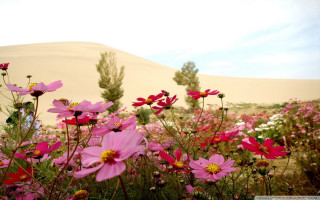 Pink flowers field sand dune - impressionist free wallpaper