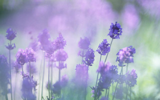 Purple flowers field grass blurry - the background free wallpaper