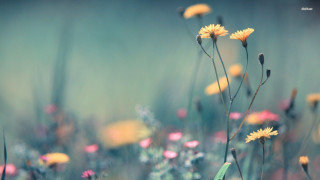 Yellow flowers blue sky blurry 3 - yellow flower free wallpaper