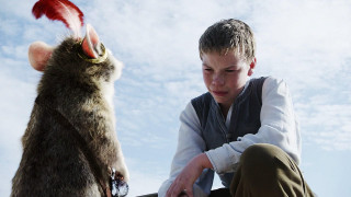 Boy petting rat animal looking - a red tail free wallpaper