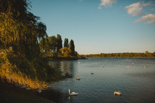 Lake swan duck trees blue - plein air free wallpaper