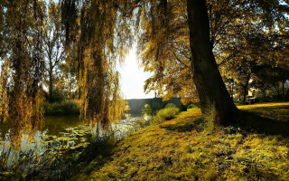 Tree yellow leaves water house 2 - alexander brook free wallpaper