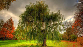 Large tree autumn cloudy sky - constant permeke free wallpaper