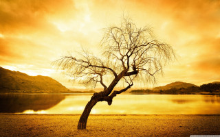 Lone tree lake sunset dramatic - a lone tree free wallpaper