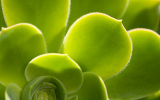 Green plant closeup leaves stems - a green plant free wallpaper