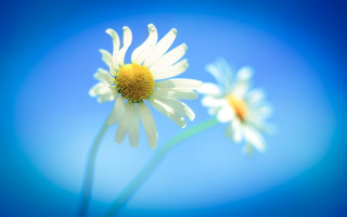 Daisies closeup blue background blurry - against free wallpaper for desktop