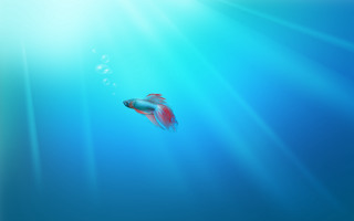 Fish swimming blue water sunbeams - lostfish free wallpaper