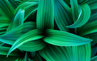 Green leaf plant macro bamboo - a green plant free wallpaper