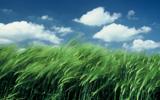 Green grass blue sky clouds 10 - bernd fasching free wallpaper