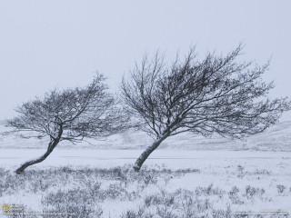 Snowy trees autumn bare branch - bush free wallpaper