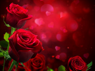 Red roses red background bokeh - red rose free wallpaper