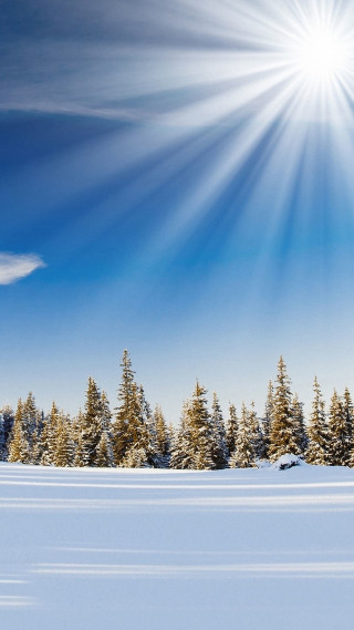 Skiing snowy field trees sun - light and space free wallpaper