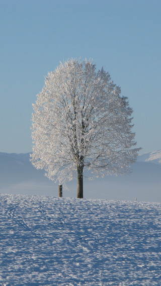 Lone tree snowy field sky - a lone tree in a snowy field free wallpaper