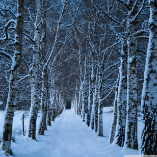 Snowy forest path person walking 2 - both side of it free wallpaper