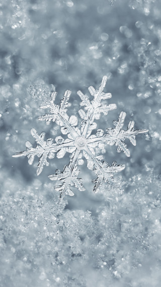 Snowflake ambient occlusion winter cherry - a blurry background free wallpaper
