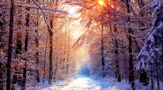 Snowy path forest trees sunlight - a matte painting free wallpaper