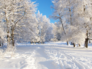 Snowy path park trees snow - a matte painting free wallpaper