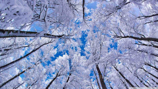 Forest snow blue sky trees 2 - a view free wallpaper