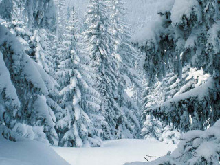 Skiing person snow trees background - covered ground free wallpaper