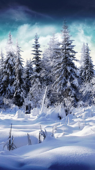 Snowy winter forest lake mountain - cloudy free wallpaper
