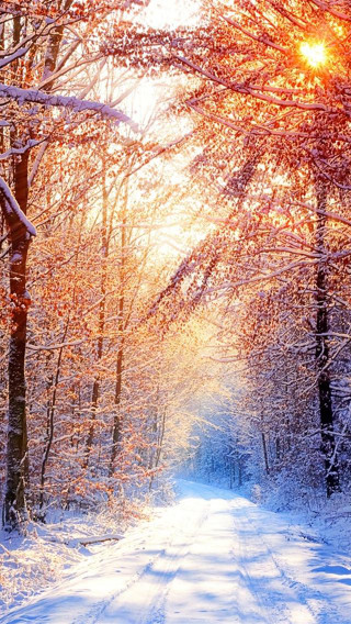 Snowy road trees sunshine magic - the sun free wallpaper