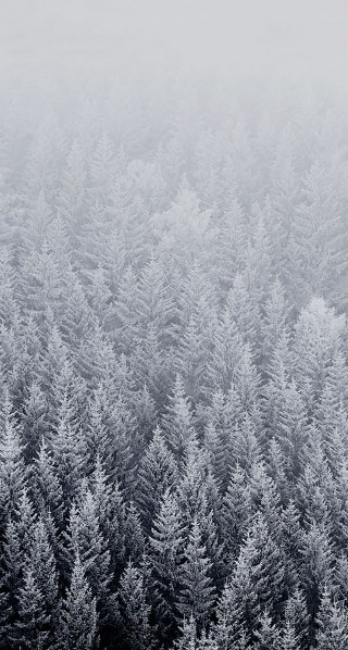 Forest snow frost trees foggy - foggy free wallpaper