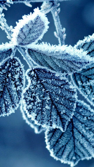 Frosted leaf closeup foreground nature - ecological art free wallpaper