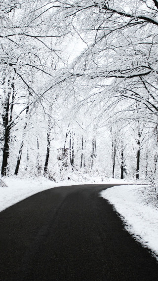 Snowy forest road trees stop - the side of the road free wallpaper