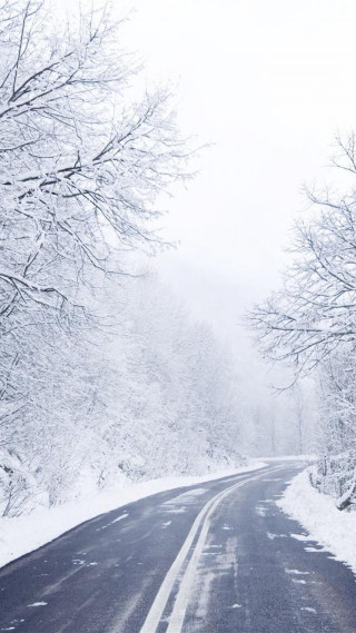 Snowy road with trees stop - both side of it free wallpaper