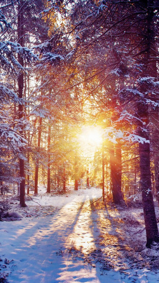Snowy path woods sunlight snow - the sun free wallpaper