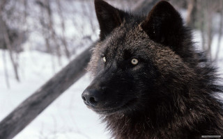 Wolf snow camera wooded trees - sharp focus free wallpaper