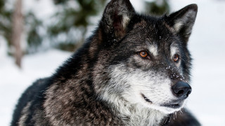 Wolf standing snow smile looking - caspar wolf free wallpaper