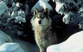 Wolf snow trees bushes winter - covered free wallpaper