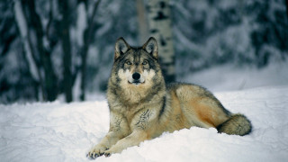 Wolf laying snow tree birch - caspar wolf free wallpaper