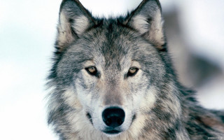 Wolf looking camera snow blurry - caspar wolf free wallpaper