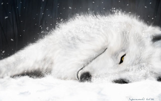 White wolf laying snow head - its head on free wallpaper