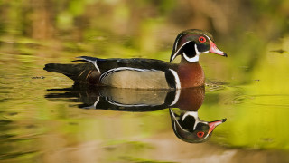 Duck swimming pond green plants - green plant free wallpaper