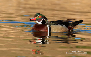 Duck colorful beak swimming pond - donald roller wilson free wallpaper
