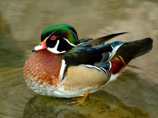Colorful bird sitting water rock - donald roller wilson free wallpaper