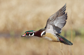 Bird flying dry grass field - darrell riche free wallpaper