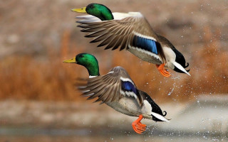 Ducks flying over water brown - over a body of water free wallpaper