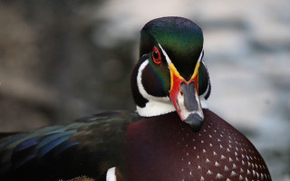 Colorful bird closeup rock wall - a close up of a bird free wallpaper