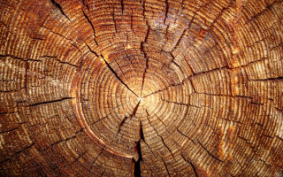 Tree trunk closeup thin section - a close up of a tree trunk free wallpaper