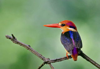 Colorful bird perched branch blurry 5 - rich vivid color free wallpaper