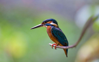 Colorful bird perched branch blurry 3 - a blurry background of trees and bushes free wallpaper
